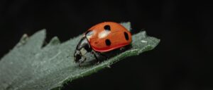 Get rich by logging in some bugs